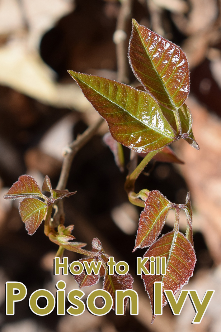 How to kill poison ivy