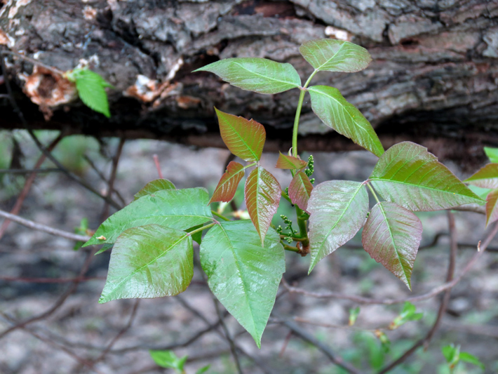 Poison Ivy