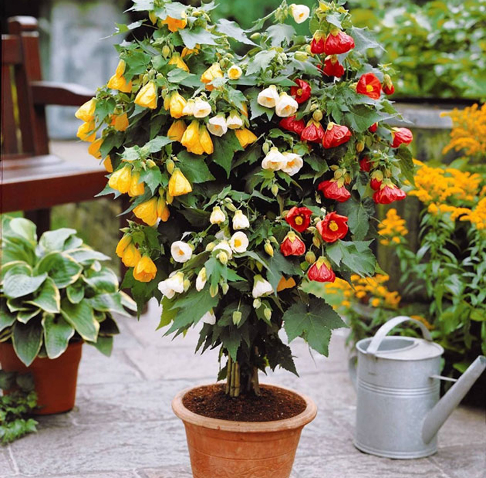 Best Plants for Your Container Garden