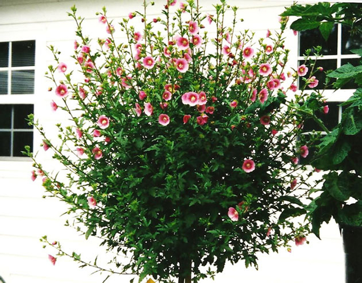 Best Plants for Your Container Garden