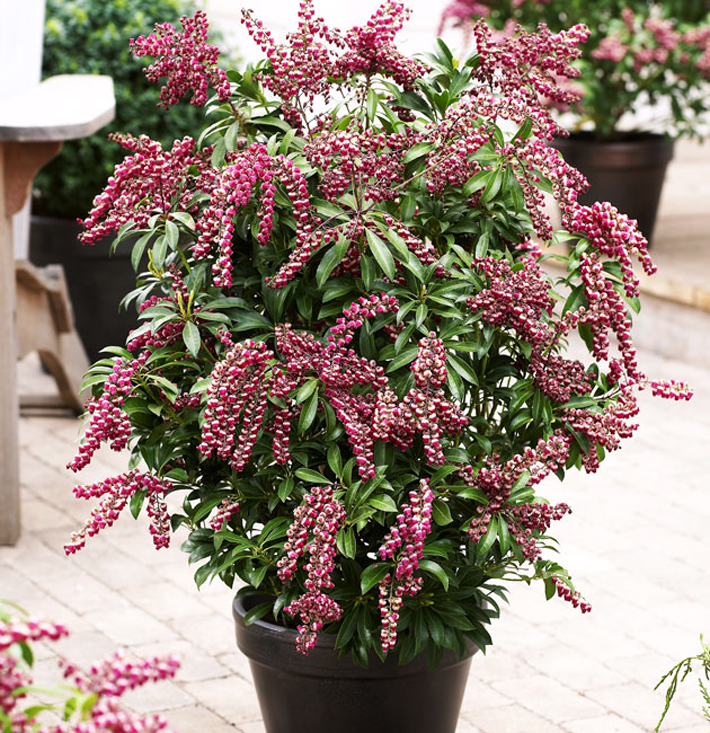 Best Plants for Your Container Garden