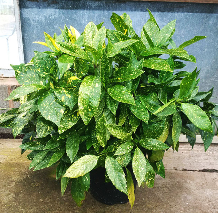 Best Plants for Your Container Garden