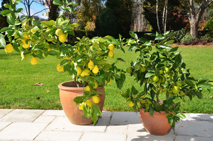 Best Plants for Your Container Garden