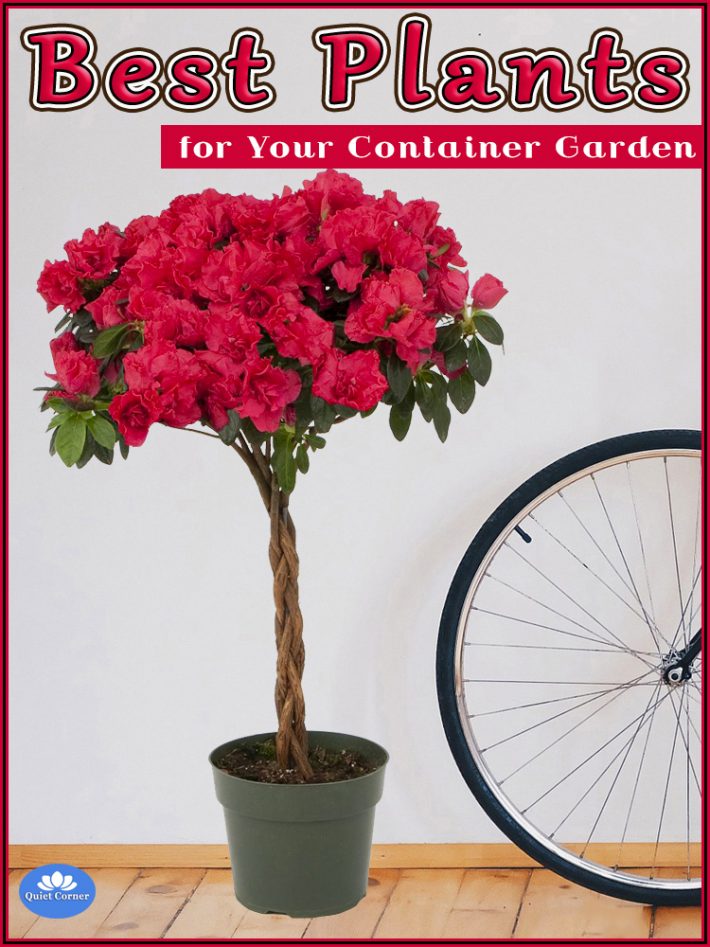 Best Plants for Your Container Garden