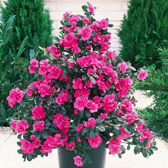 Best Plants for Your Container Garden