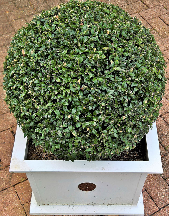 Best Plants for Your Container Garden