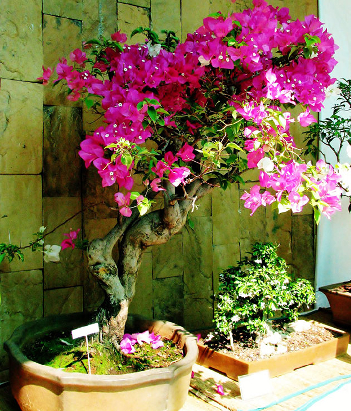 Best Plants for Your Container Garden