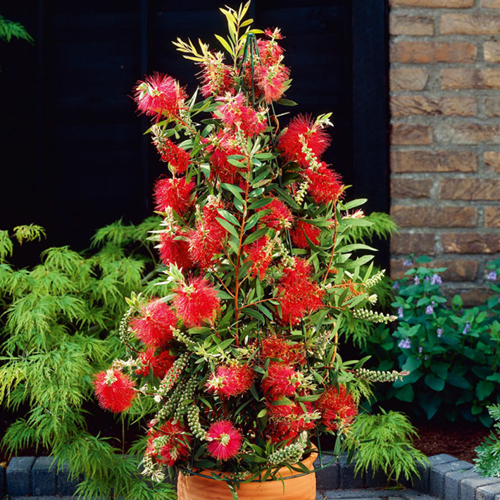 Best Plants for Your Container Garden