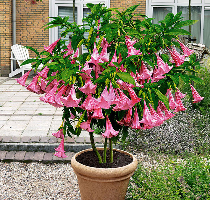 Best Plants for Your Container Garden