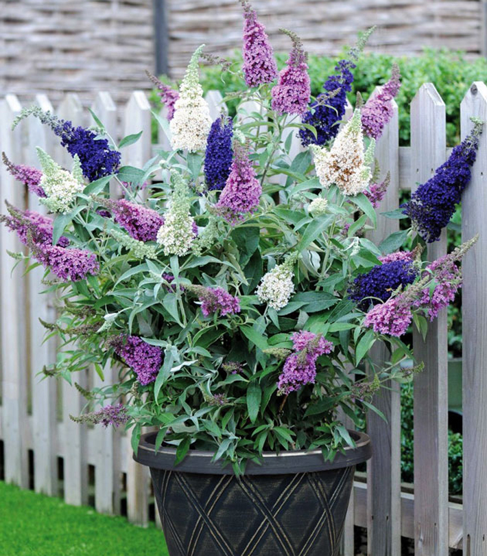Best Plants for Your Container Garden