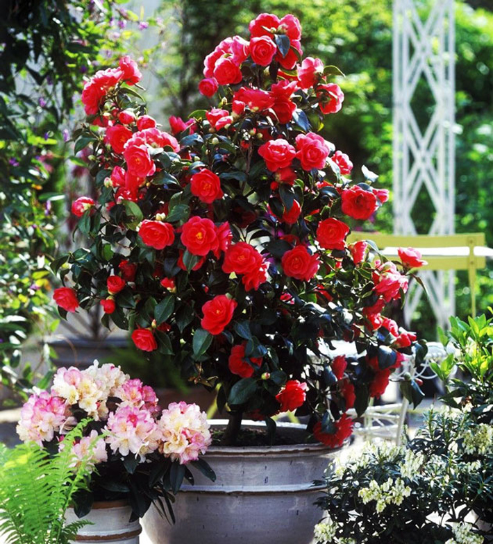 Best Plants for Your Container Garden