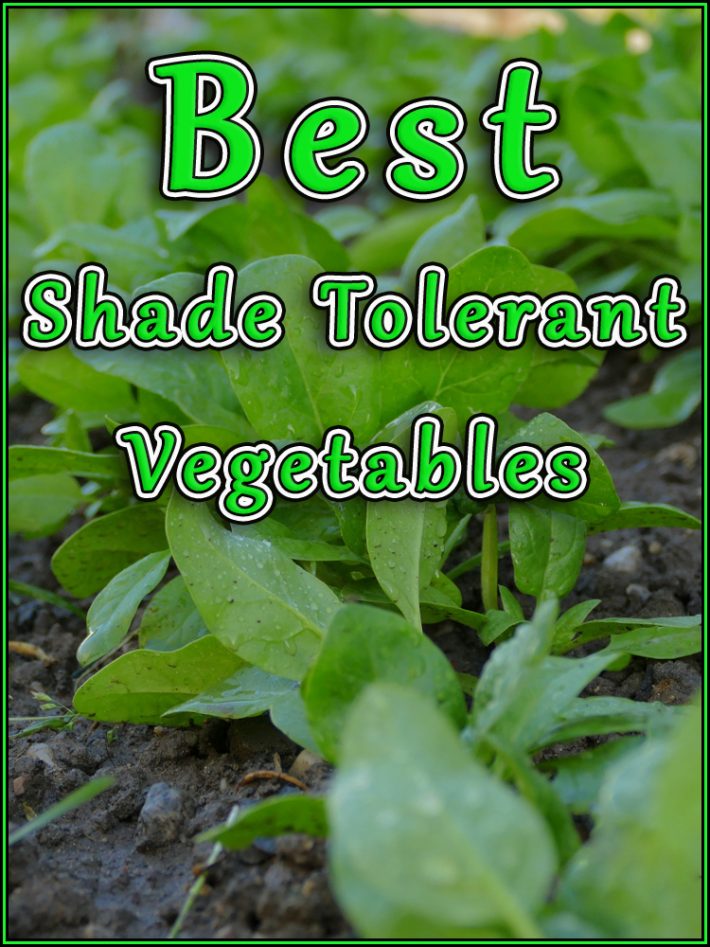 Best Shade Tolerant Vegetables