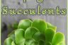 Easy Ways to Propagate Succulents