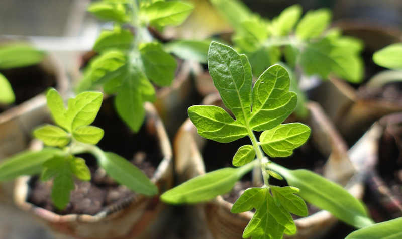 Growing Tomatoes in Pots