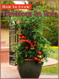 Growing Tomatoes in Pots