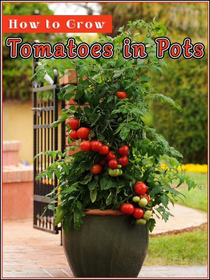 Growing Tomatoes in Pots