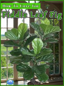 How To Care For Fiddle Leaf Fig