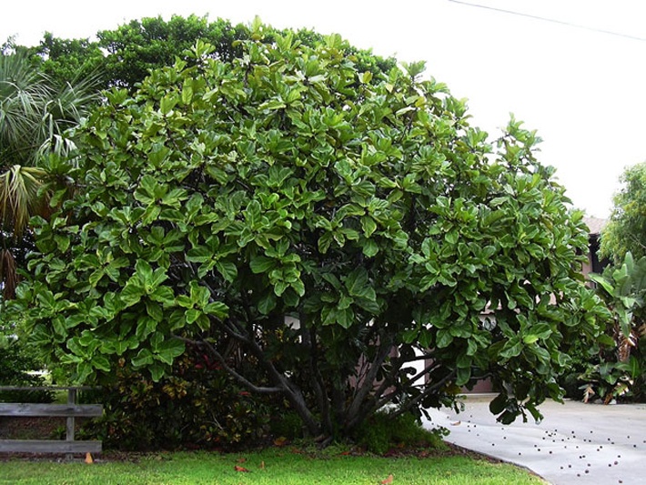 How To Care For Fiddle Leaf Fig