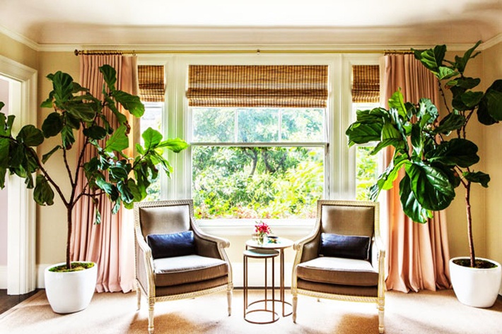 How To Care For Fiddle Leaf Fig