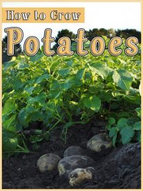 How to Grow Potatoes