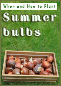 Summer bulbs - When and How to Plant