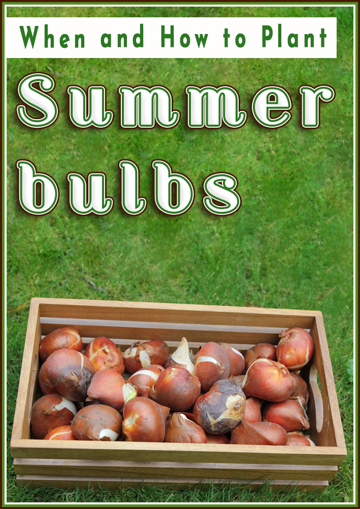 Summer bulbs - When and How to Plant - Quiet Corner