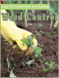 Weed Control - Tips for Vegetable Gardening