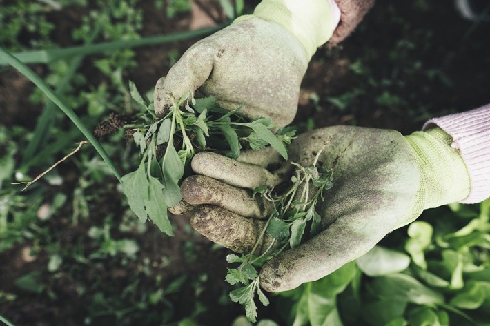 Weed Control - Tips for Vegetable Gardening