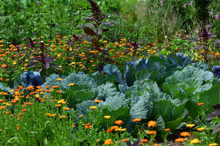 Companion Planting - Key to Successful Garden