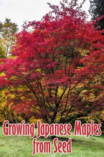 Growing Japanese Maples from Seed